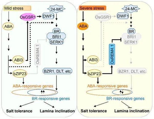 二、在线观看的途径与方法