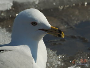 一、河马剧场的功能特色