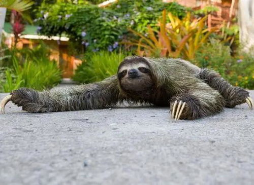 三、河马剧场安装步骤详解