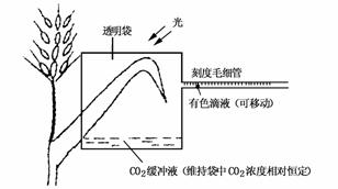 三、提供适宜的光照