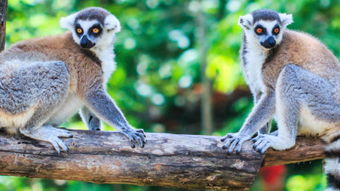 一、生死相依：动物界的伴侣制度