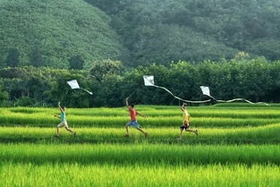 四、野花的保护——守护自然的馈赠