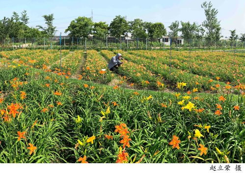 三、忘忧草传媒文化有限公司的市场定位