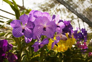 一、韩国野花的种类与特点