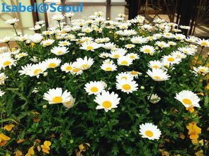 二、野花在韩国文化中的地位