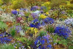 四、韩国野花的旅游价值