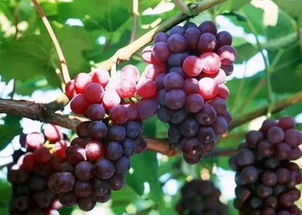 一、葡萄成熟时的寓意