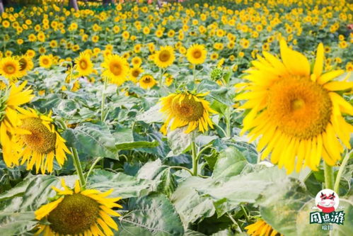 一、向日葵视频平台的特点与优势