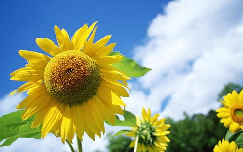 二、如何在线免费观看向日葵视频