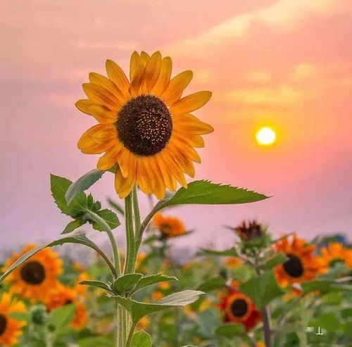 三、向日葵视频的观看技巧