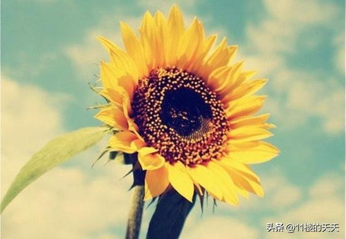 四、向日葵视频的安全性