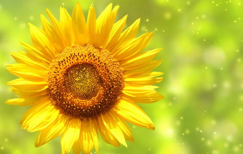 五、向日葵视频的未来展望