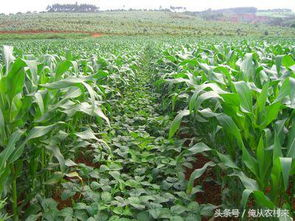 四、青梅与玉米套种的经济效益分析