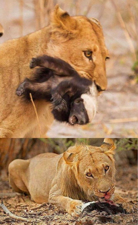 一、动物世界的智慧之光