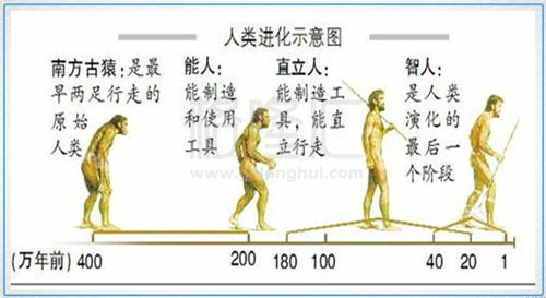 四、动物智慧与人类文明的关联