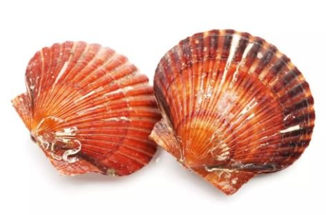 三、歌曲中的扇贝元素