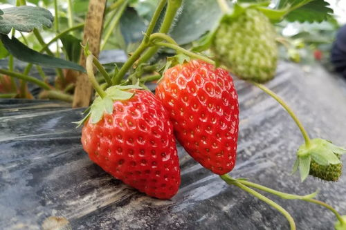 二、草莓的甜蜜诱惑
