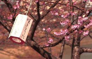 三、如何选择适合自己的樱花动漫