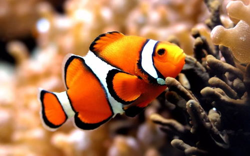 一、花蝴蝶免费版大全简介