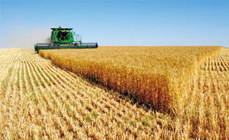 二、麦子的服务内容解析