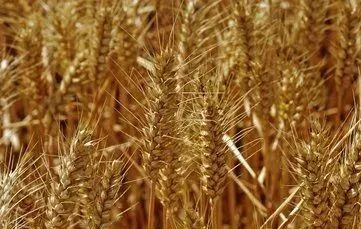 三、麦子的专业素养与培训