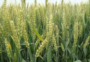 四、选择麦子家政服务的优势