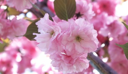 五、樱花夜晚的情感共鸣