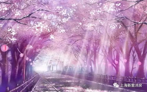 一、樱花动漫网站的基本介绍