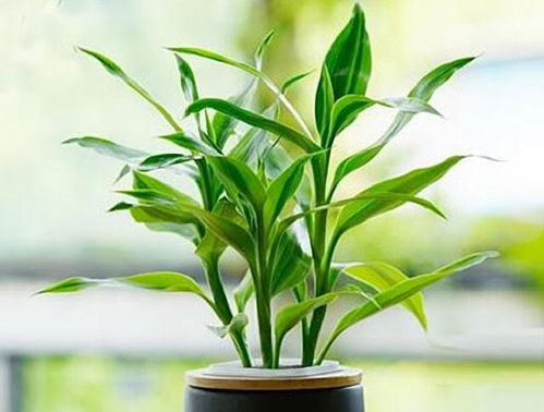 一、富贵竹——财富与吉祥的象征