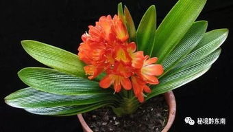 二、君子兰——高洁品格的体现