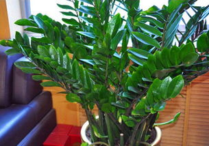 三、鸿运翻滚的金钱树