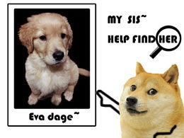 三、配置DOGE网络参数要点