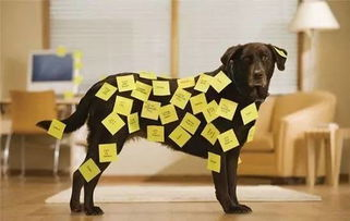 狗比现象的社群文化溯源