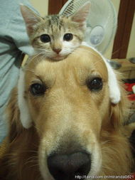 四、狗狗币收发操作指南