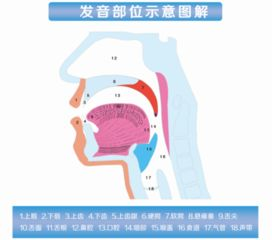 发音与功能关联性