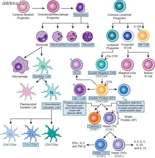 国际版特有的全球化功能解析