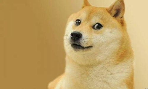 Doge与其他币种的协同管理