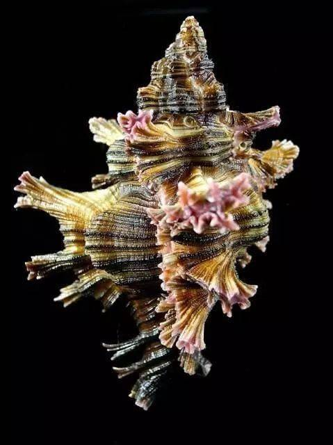 为什么2025年海螺建模如此火爆？