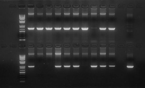 单职业传奇版本排行,最新热门版本解析-游戏玩家指南
