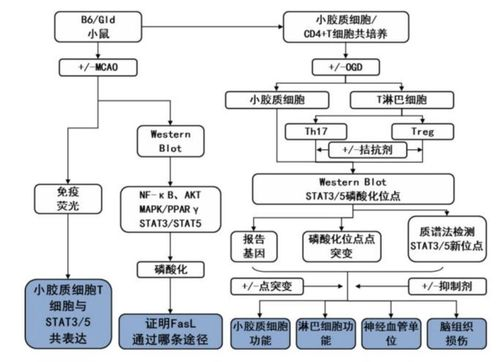 软件开发计划:技术路线图和里程碑设定