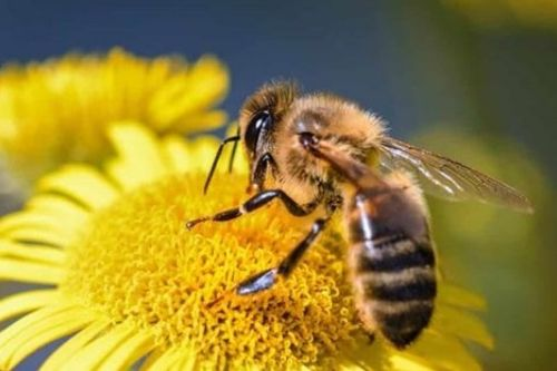 蜜蜂电影网的特点
