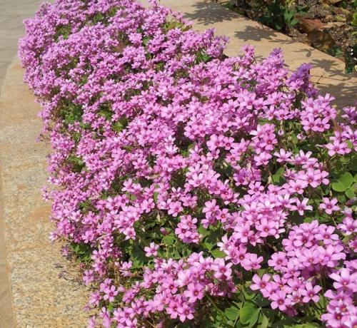 野花电影网的社区互动