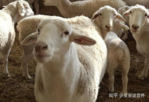 逗比羊电影网的互动社区