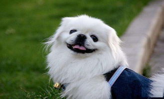 狗扑电影网简介