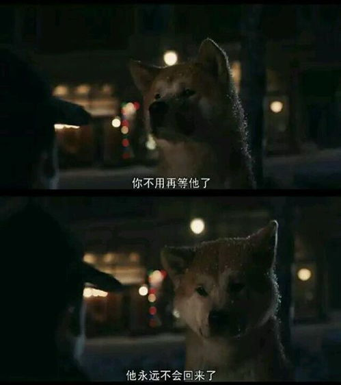 狗扑电影网的更新速度