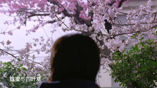 樱花电影网的版权问题