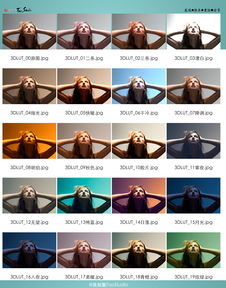 太色啦电影网的搜索功能