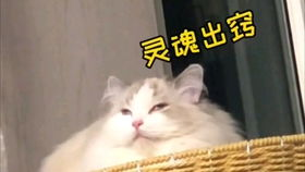 如何安全高效地使用优猫电影网