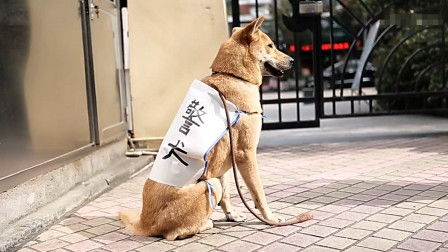 狗电影网的社区功能