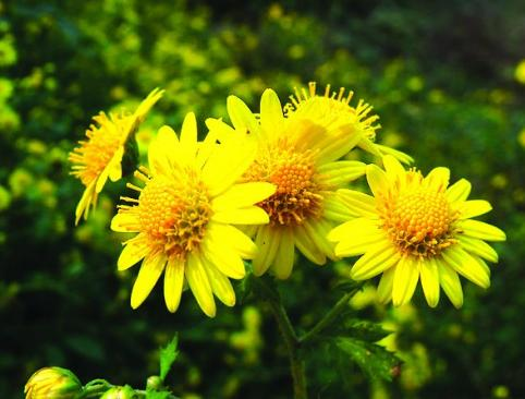 野菊花电影网简介